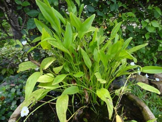 Bees Plant Hub Argentine Sword Plant (Echinodorus argentinensis) Aquarium Live Plant