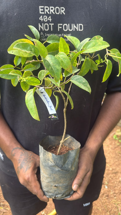 Bees Plant Hub Australian Gold Vine / Maiden's Jealousy (Tristellateia australasiae) Flowering Live Plant