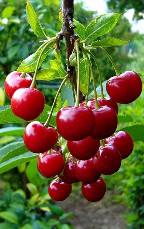 Bees Plant Hub Australian Cherry Rare Live Plant (Syzygium paniculatum)