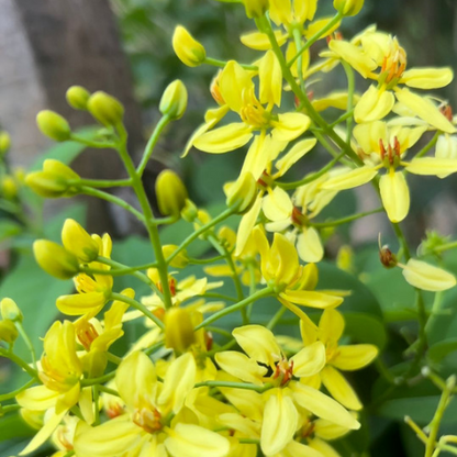 Bees Plant Hub Australian Gold Vine / Maiden's Jealousy (Tristellateia australasiae) Flowering Live Plant