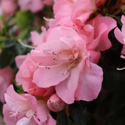 Azalea Pink (Rhododendron) Multi Petal Rare Flowering Live Plant
