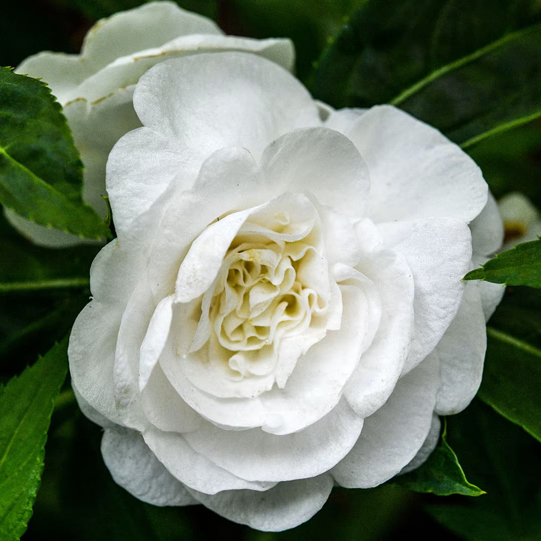 Multipetal  white balsam / impatient white multipetal  Rare All Time Flowering Live Plant