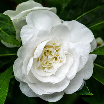 Multipetal  white balsam / impatient white multipetal  Rare All Time Flowering Live Plant