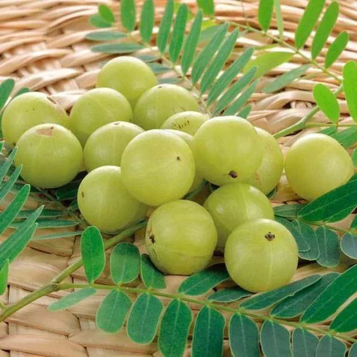 Indian Gooseberry Grafted Live Plant (Phyllanthus emblica)