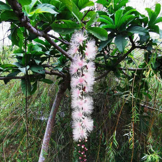 Bees Plant Hub Barringtonia Racemosa Tree (pink Flower) Plant