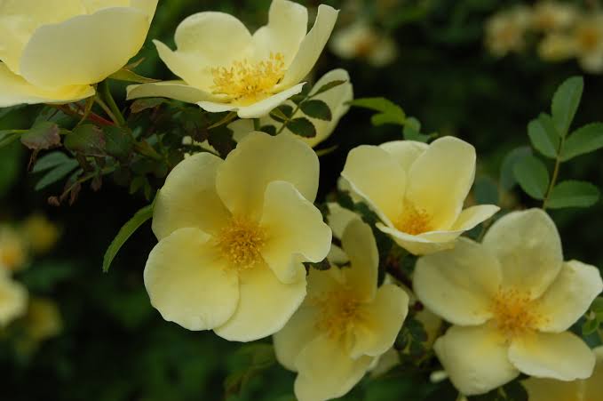 Bees Plant Hub Rosa Hugonis Flowering Grafted Live Plant with Flower