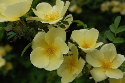 Bees Plant Hub Rosa Hugonis Flowering Grafted Live Plant with Flower
