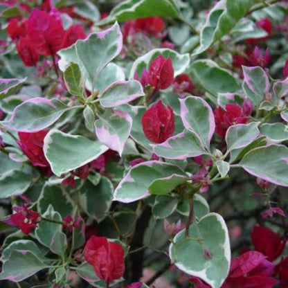 Bees Plant Hub Variegated  Bougainvillea Red (Paper Flower) Leaves Flowering Live Plant