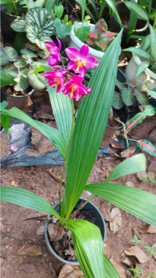 Bees Plant Hub Spathoglottis plicata White and Pink Ground Orchid