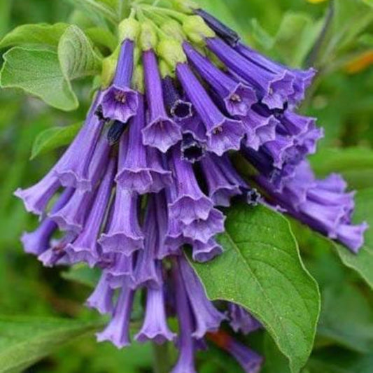 Bees Plant Hub Violet Churcu / Tube Flower (Iochroma cyaneum) Rare Flowering Live Plant