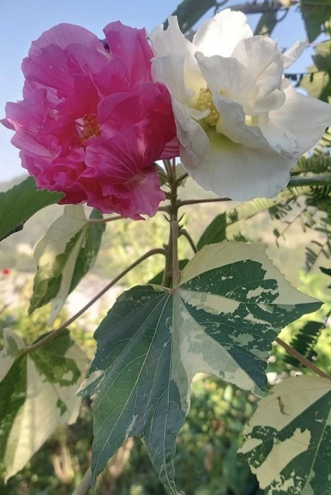 Bees Plant Hub  Colour Changing Rose Varigated  /Hibiscus mutabilis varigata Flowering Live Plant