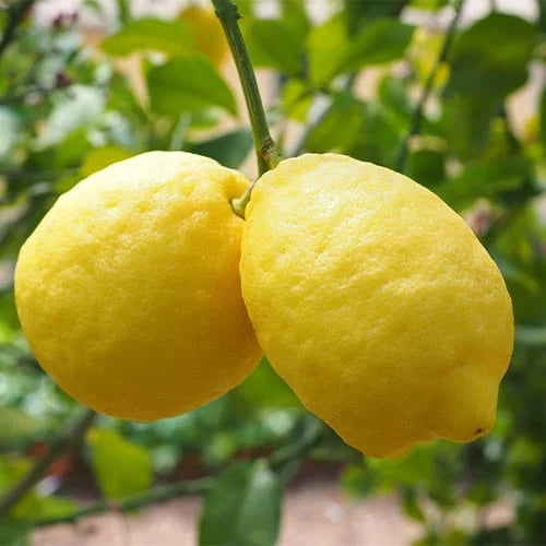 Bees Plant Hub Gondhoraj Lemon (Citrus × limonia) Fruit Live Plant