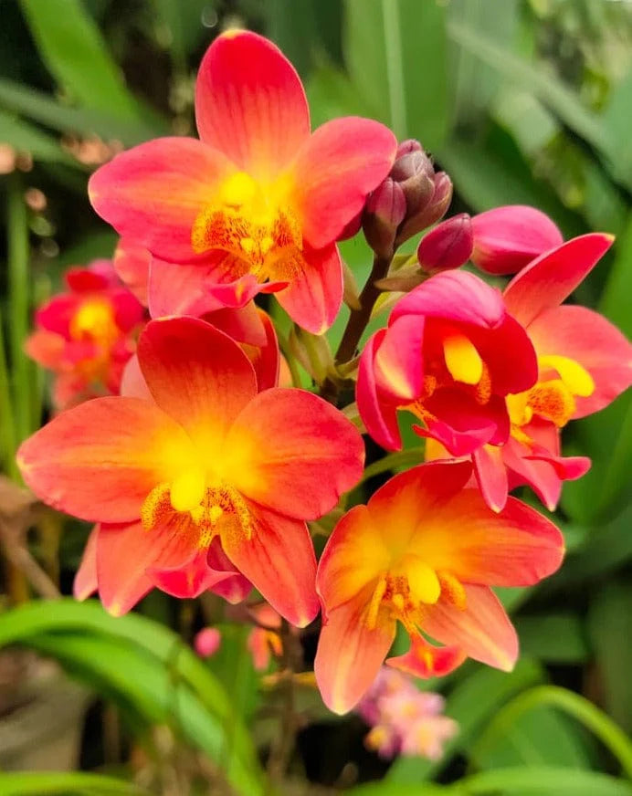 Bees Plant Hub Spathoglottis plicata Red Ground Orchid