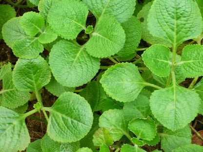 Bees Plant Hub Indian Oregano (Coleus amboinicus) Medicinal Live Plant