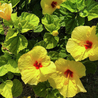 Bees Plant Hub Hibiscus Yellow Flowering Live Plant