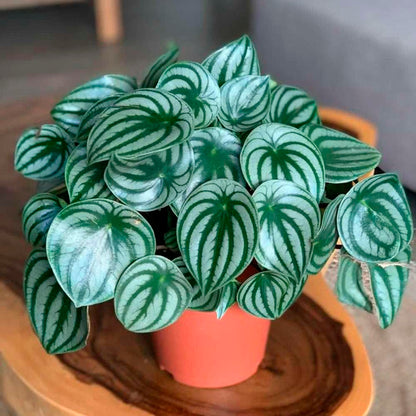 Bees Plant Hub Watermelon Peperomia Indoor / Outdoor Live Plant