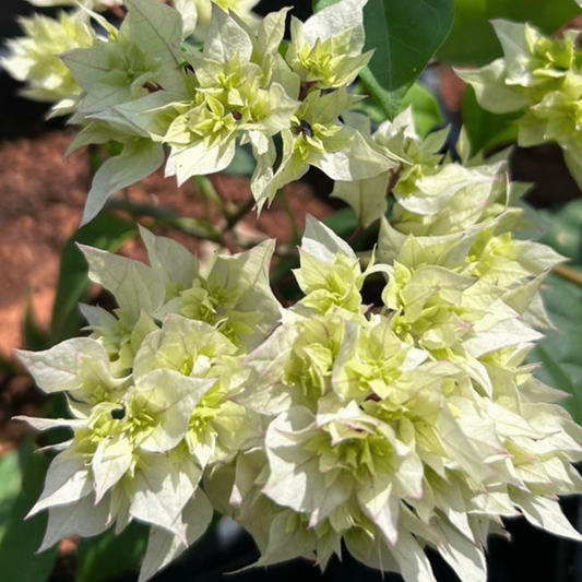 Bees Plant Hub Bougainvillea White Multi Petal (Paper Flower) Flowering Live Plant