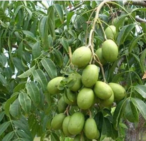 Hastha Nakshatra Trees (Ambazam -Spondias mangifera)