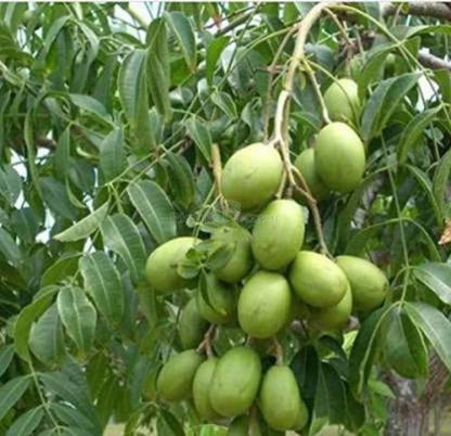 Hastha Nakshatra Trees (Ambazam -Spondias mangifera)