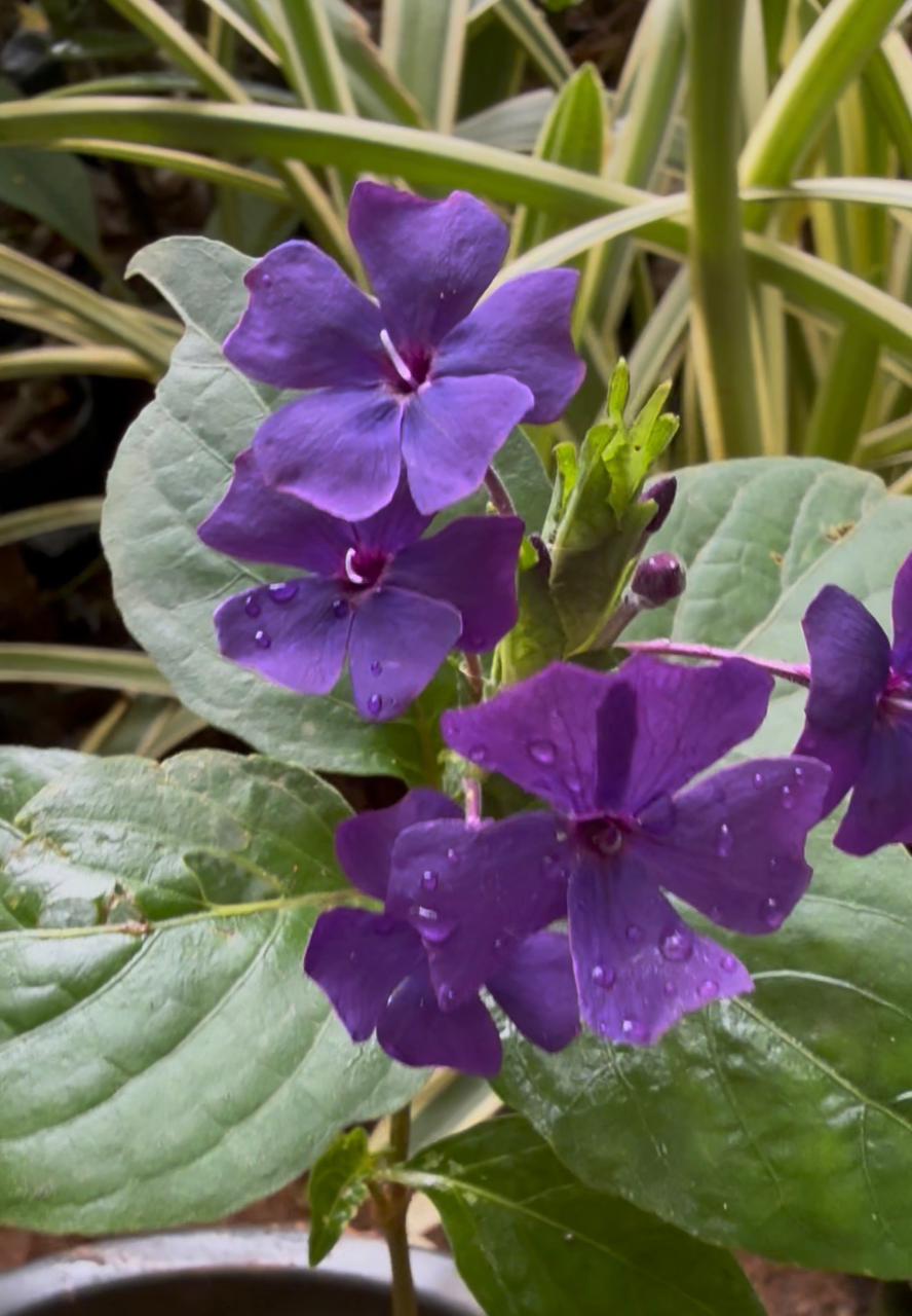 Eranthemum Wattii Very Rare and Exotic Live Plant