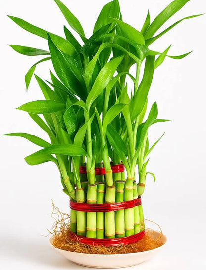 Bees Plant Hub 2 Layer Lucky Bamboo Indoor Live Plant