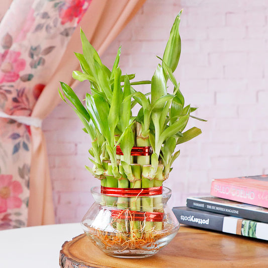 Bees Plant Hub 2 Layer Lucky Bamboo Indoor Live Plant