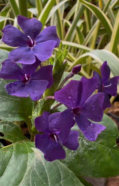 Eranthemum Wattii Very Rare and Exotic Live Plant