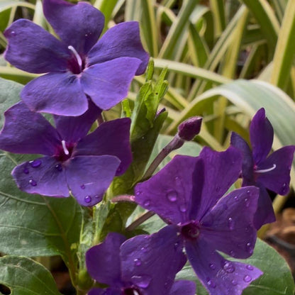 Eranthemum Wattii Very Rare and Exotic Live Plant