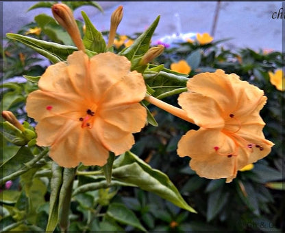 Bees Plant Hub 4 o Clock Orange Hybrid All Time Flowering Live Plant