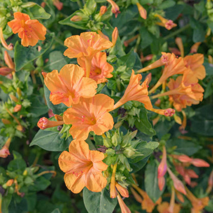 Bees Plant Hub 4 o Clock Orange Hybrid All Time Flowering Live Plant