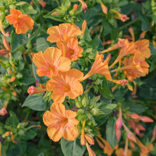 Bees Plant Hub 4 o Clock Orange Hybrid All Time Flowering Live Plant