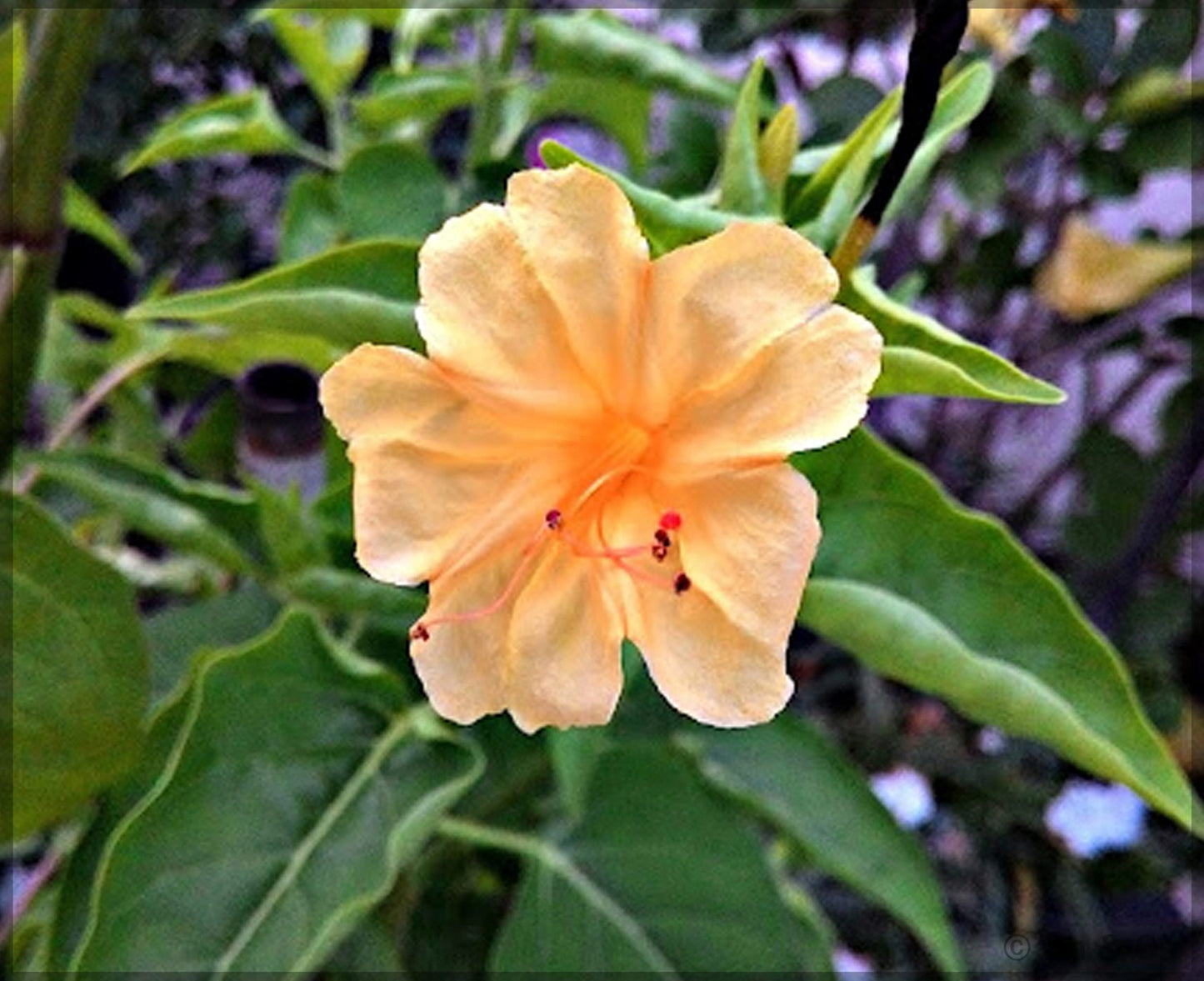 Bees Plant Hub 4 o Clock Orange Hybrid All Time Flowering Live Plant
