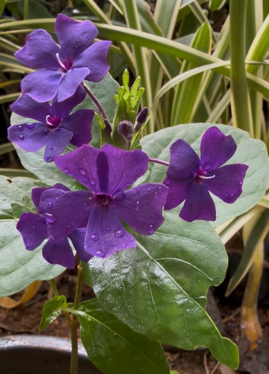 Eranthemum Wattii Very Rare and Exotic Live Plant