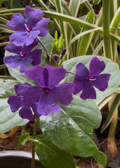 Eranthemum Wattii Very Rare and Exotic Live Plant