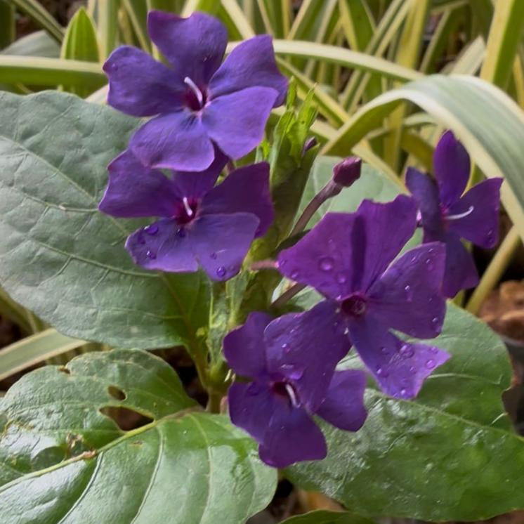 Eranthemum Wattii Very Rare and Exotic Live Plant