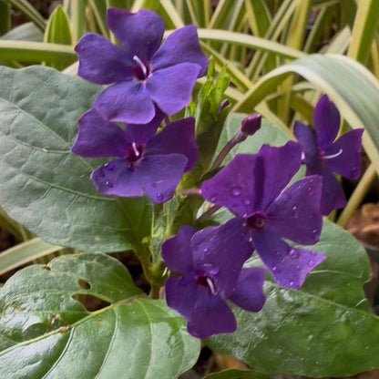 Eranthemum Wattii Very Rare and Exotic Live Plant