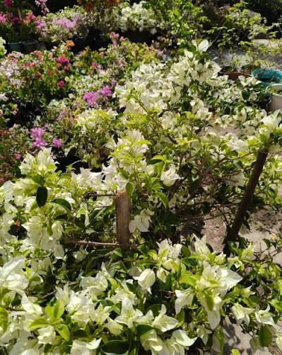 Bees Plant Hub Hanging Bougainvillea White (Paper Flower) Flowering Live Plant