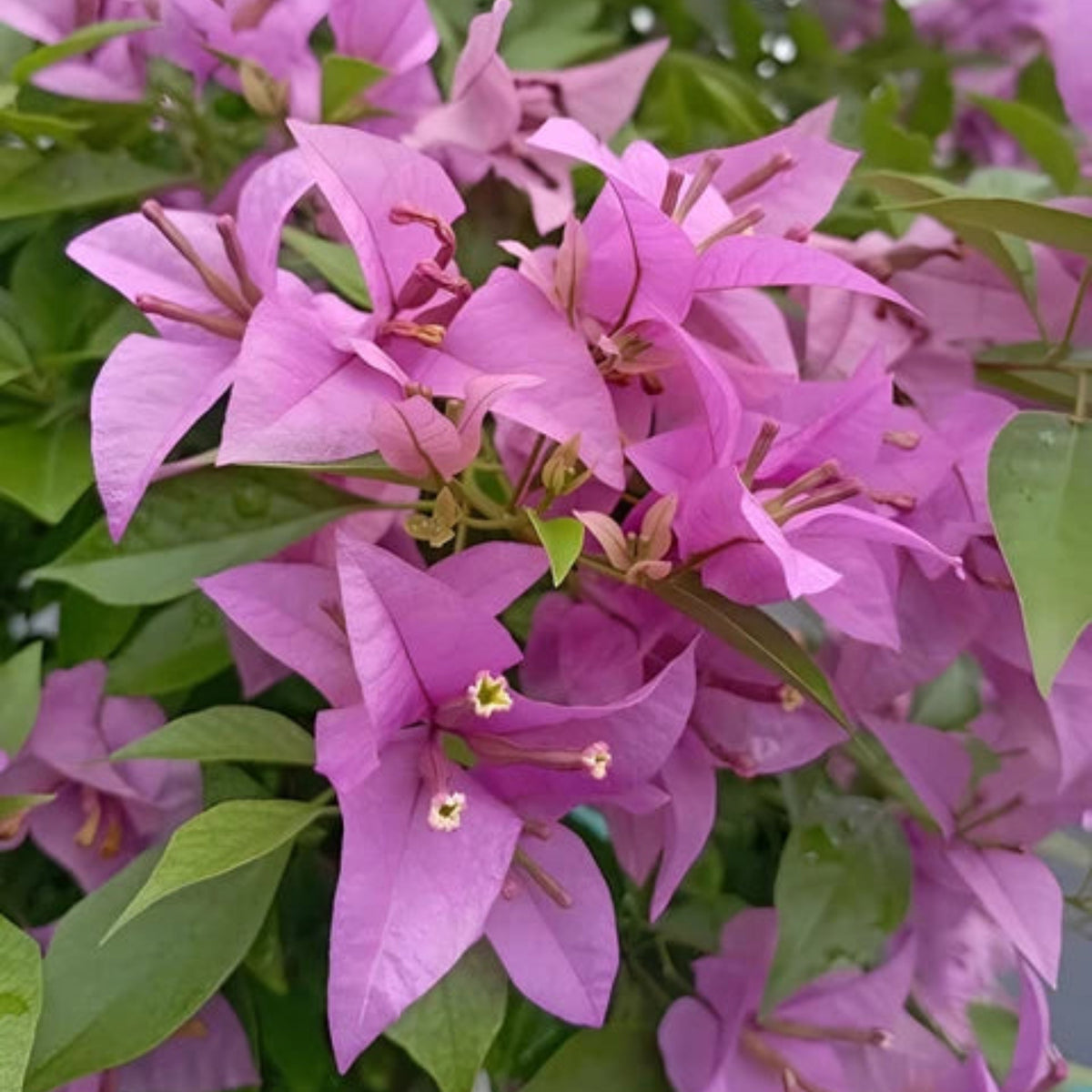 Bees Plant Hub Hanging Bougainvillea Purple (Paper Flower) Flowering Live Plant