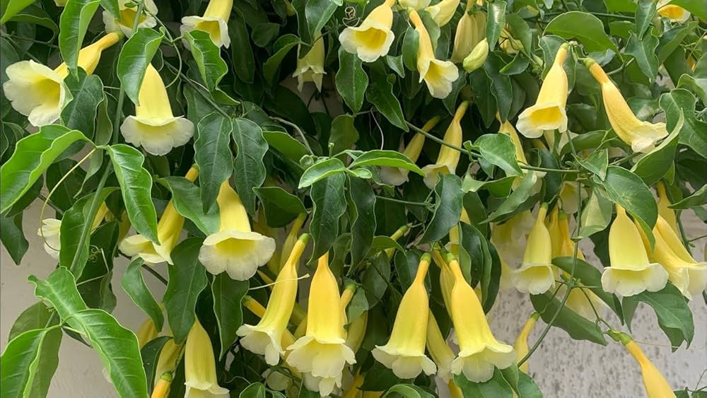 Bees Plant Hub Yellow Trumpet Vine (Anemopaegma chamberlaynii) Flowering Live Plant