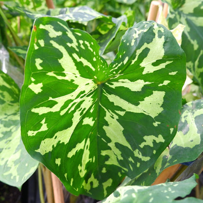 Bees Plant Hub Alocasia Hilo Beauty (Caladium praetermissum) Indoor / Outdoor Live Plant
