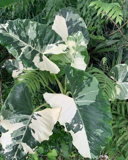 Bees Plant Hub Alocasia Variegated Indoor / Outdoor Live Plant