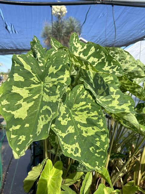 Bees Plant Hub Alocasia Hilo Beauty (Caladium praetermissum) Indoor / Outdoor Live Plant