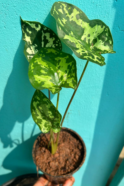 Bees Plant Hub Alocasia Hilo Beauty (Caladium praetermissum) Indoor / Outdoor Live Plant