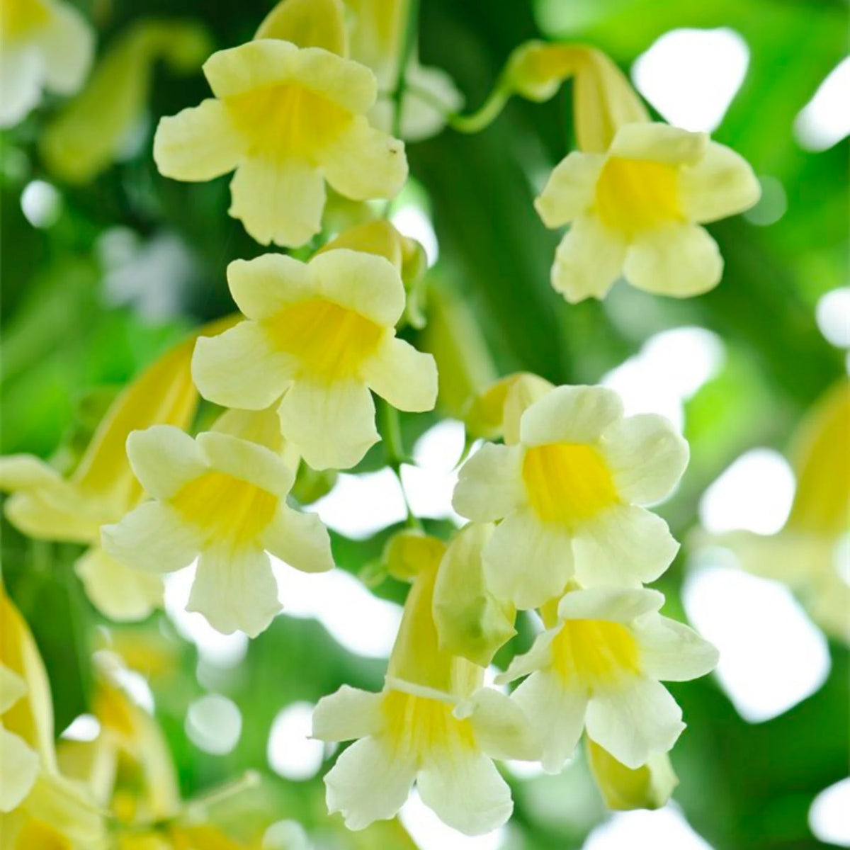 Bees Plant Hub Yellow Trumpet Vine (Anemopaegma chamberlaynii) Flowering Live Plant