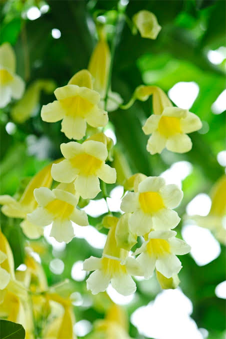 Bees Plant Hub Yellow Trumpet Vine (Anemopaegma chamberlaynii) Flowering Live Plant