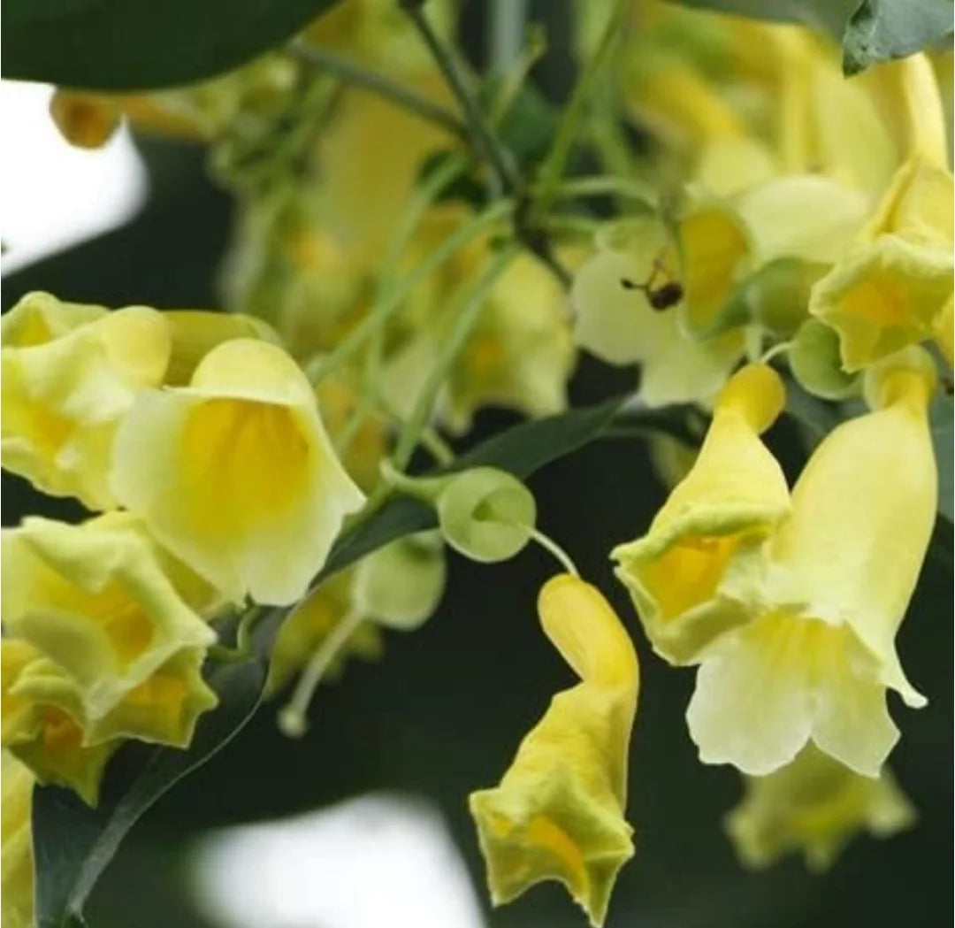 Bees Plant Hub Yellow Trumpet Vine (Anemopaegma chamberlaynii) Flowering Live Plant
