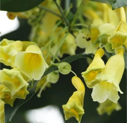 Bees Plant Hub Yellow Trumpet Vine (Anemopaegma chamberlaynii) Flowering Live Plant