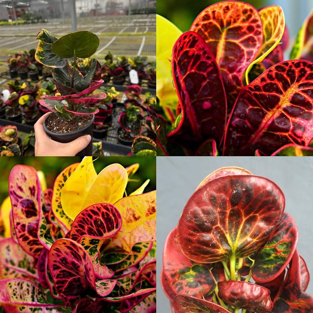 Bees Plant Hub Croton Apple (Codiaeum variegatum) Indoor / Outdoor Live Plant