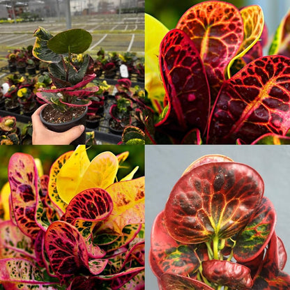 Bees Plant Hub Croton Apple (Codiaeum variegatum) Indoor / Outdoor Live Plant