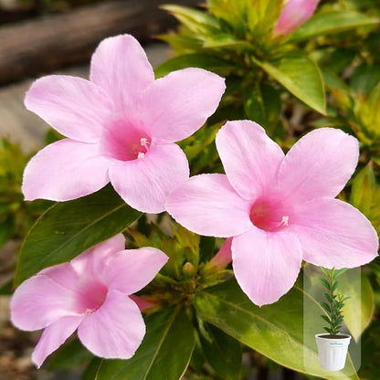 Bees Plant Hub December Flower Baby Pink (Barleria cristata) All Time Flowering Live Plant